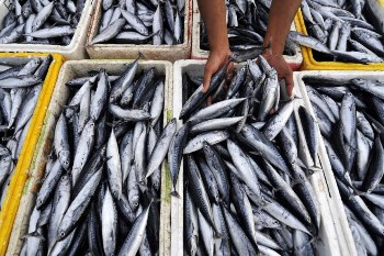 Proibido pescar sardinha até ao fim de Fevereiro