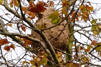 Ninho de vespas asiáticas à espera de ser destruído